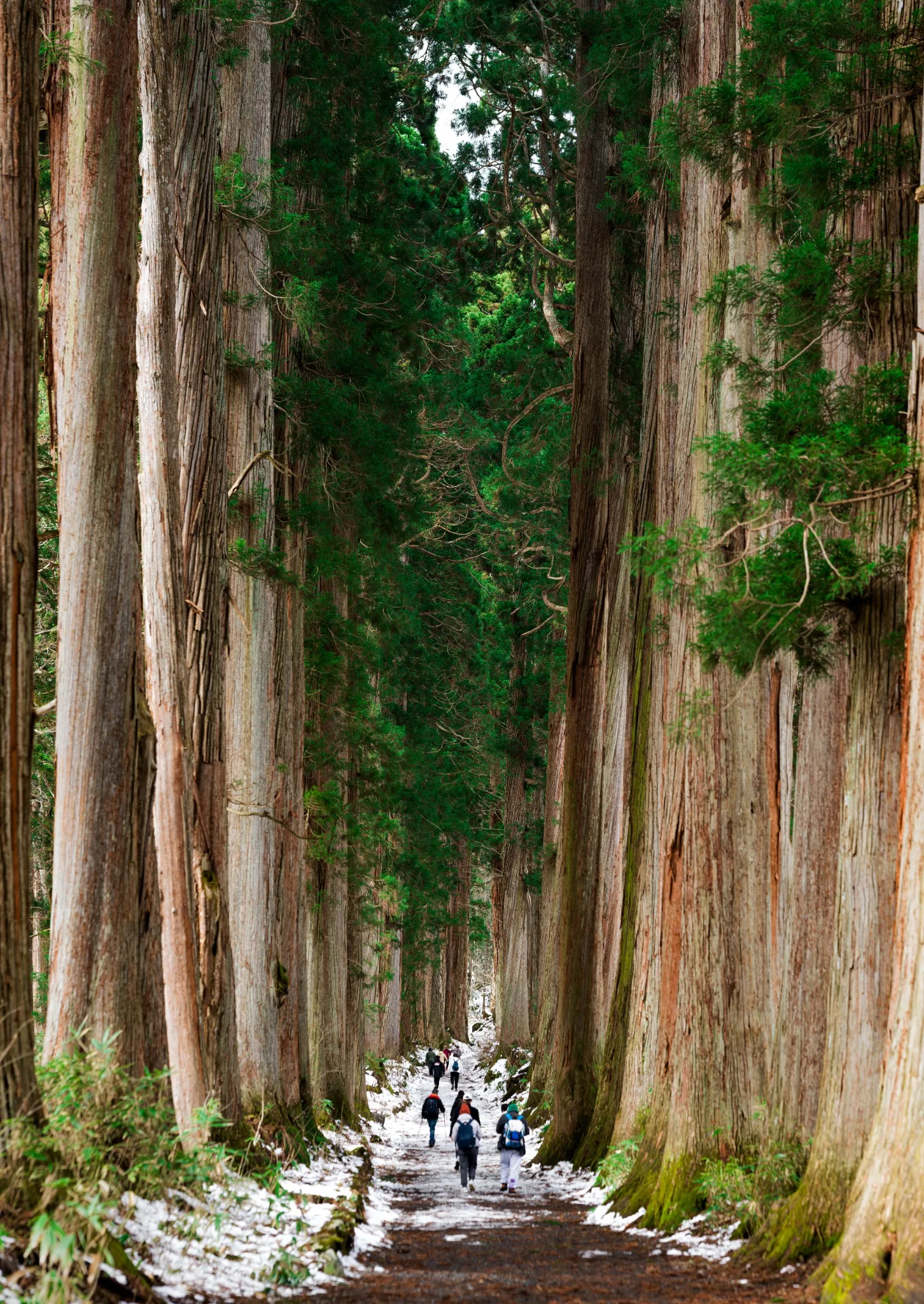 Beneath the Cedars