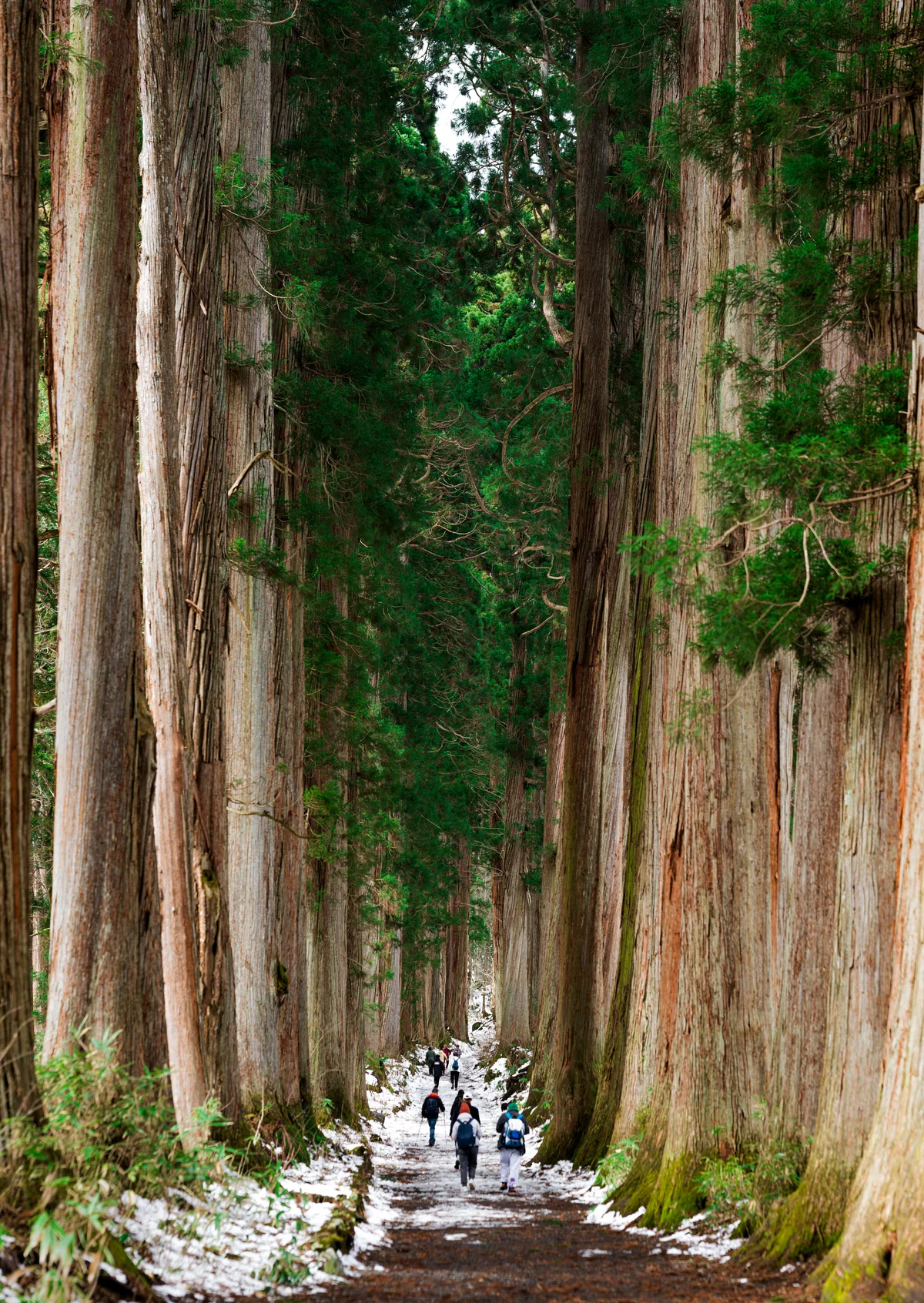 Beneath the Cedars — walkers framed by towering cedars on a forest path