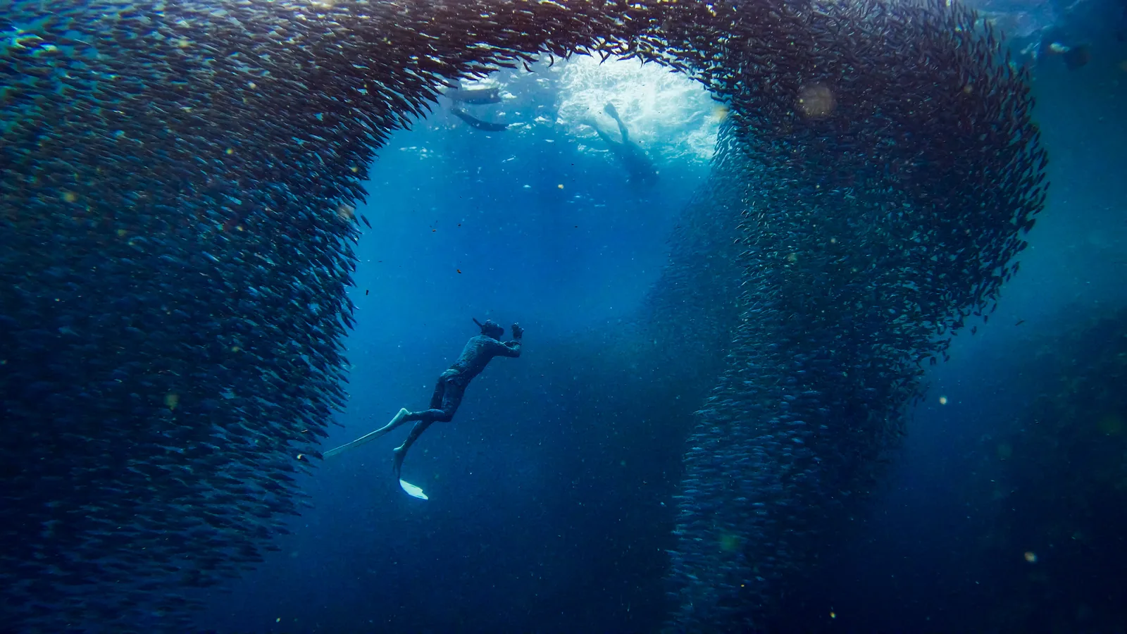 Inside the Sardine Run