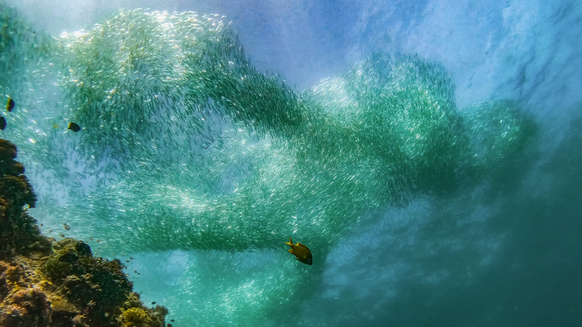 The Living Current — vast moving school of sardines above the reef