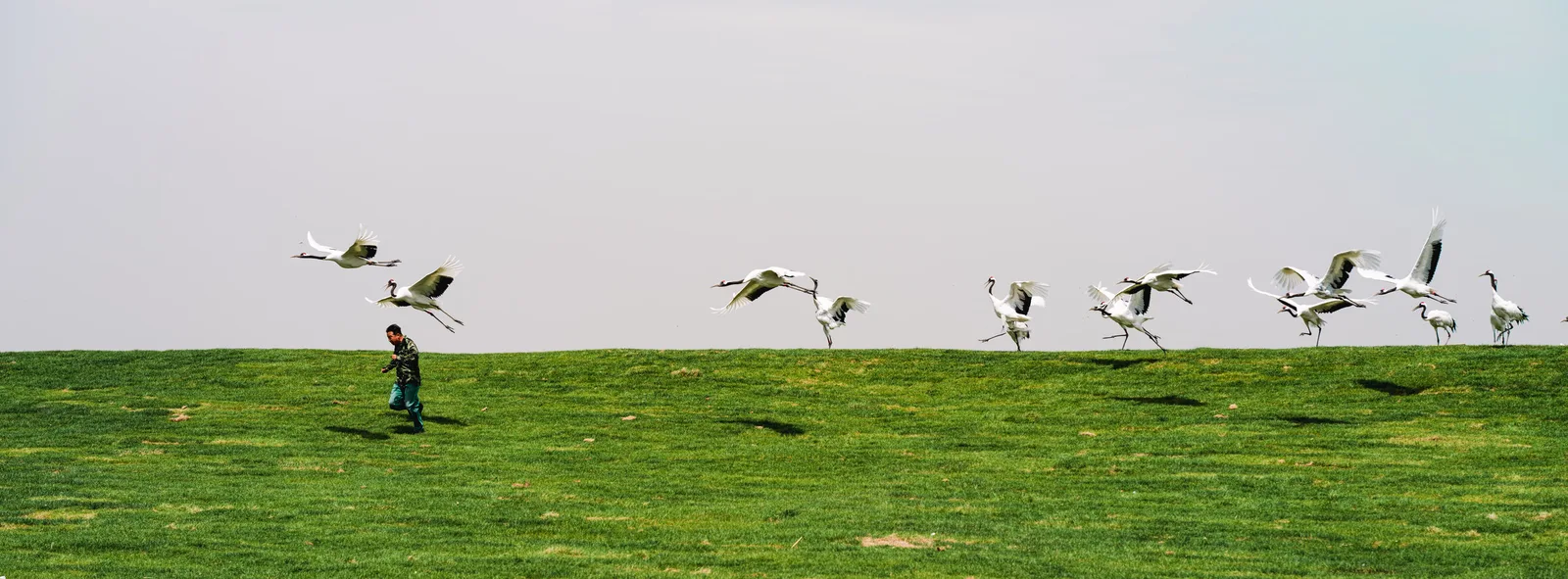 Running with the Cranes