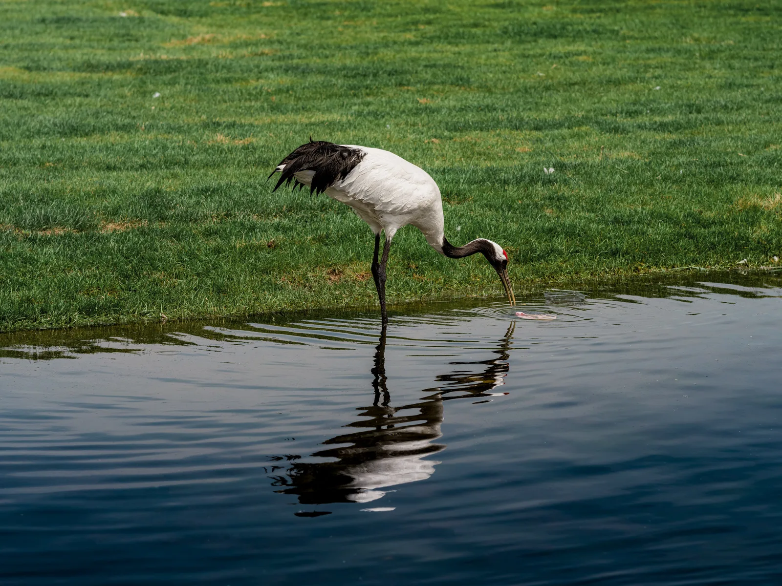 Solitary Reflection