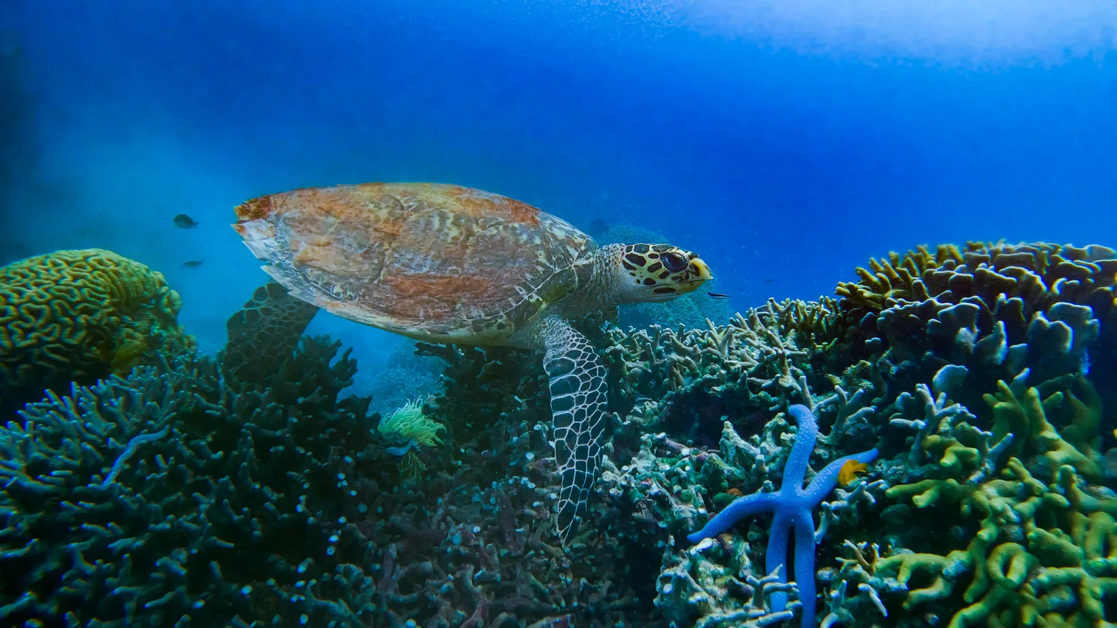 The Green Turtle