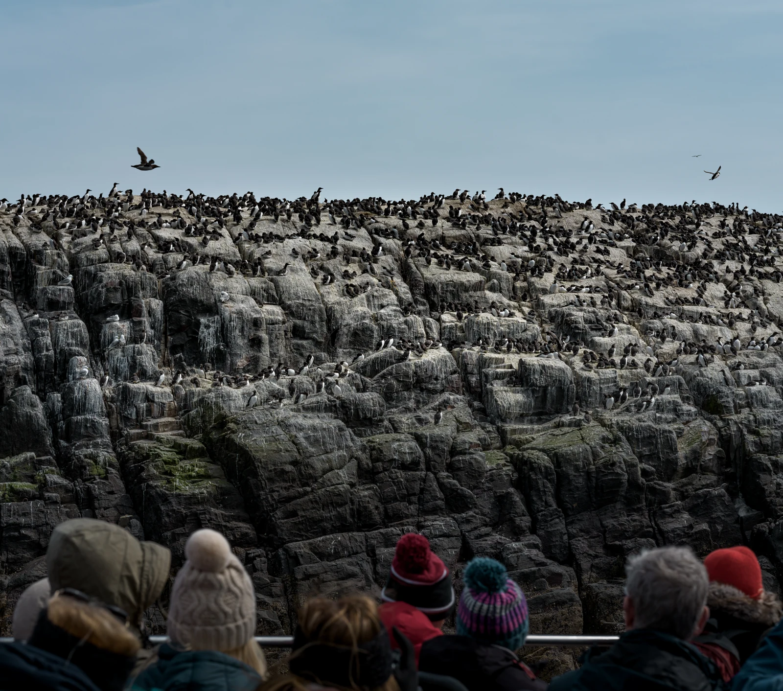 Witnesses to the Colony