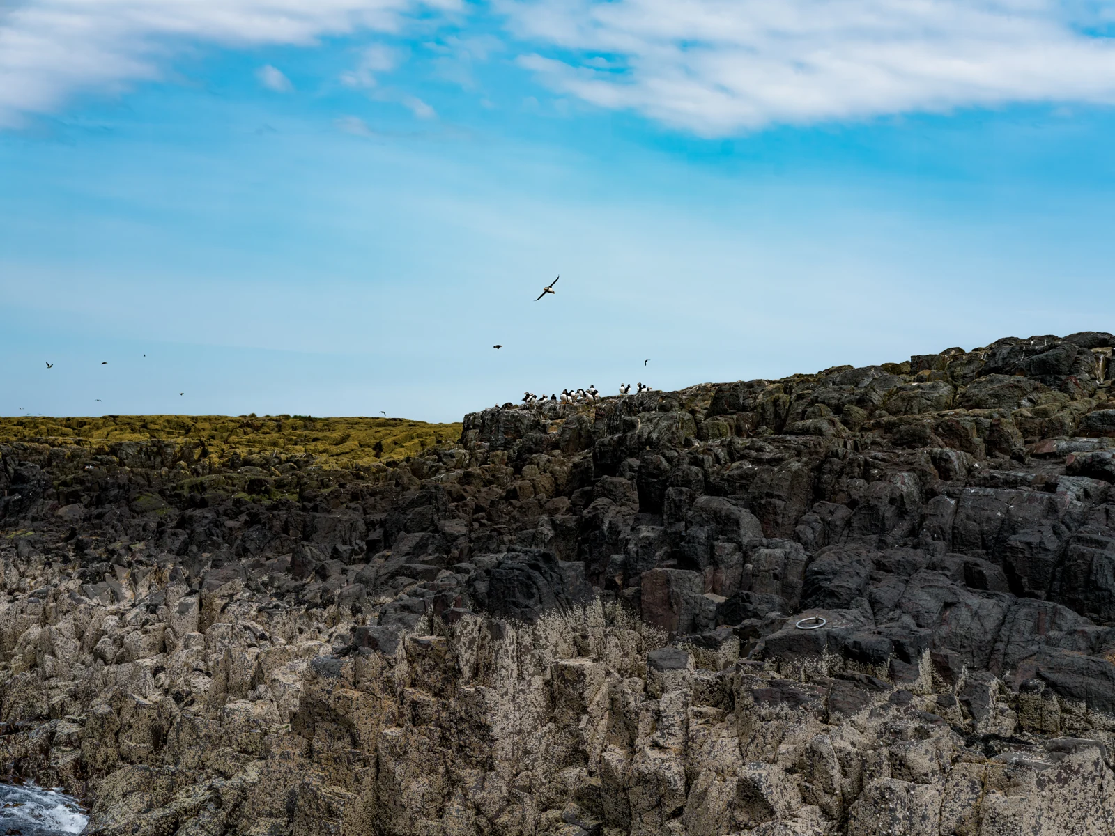 The Living Cliffs — United Kingdom